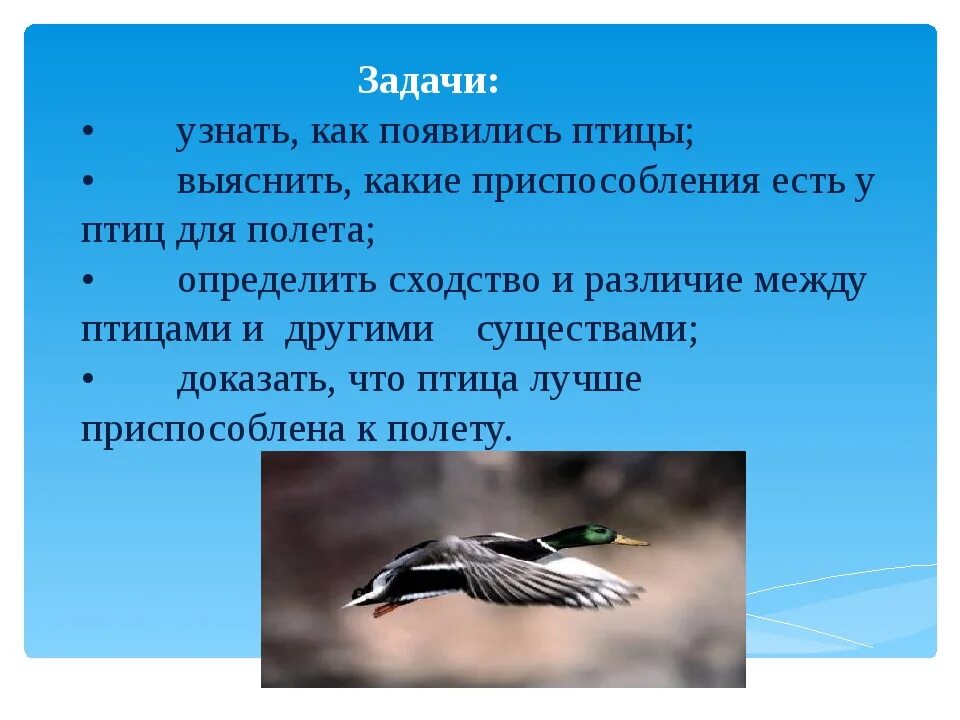 Почему птицы совершают. Почему птицы летают. Как летают птицы. Благодаря чему птицы летают. Вывод почему птицы летают.