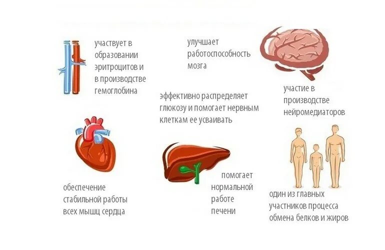 Что означает б 6. Роль витамина b6 в организме человека. Витамин b6 физиологическая роль. Роль витамина в6 в организме человека. Витамин в6 функции.