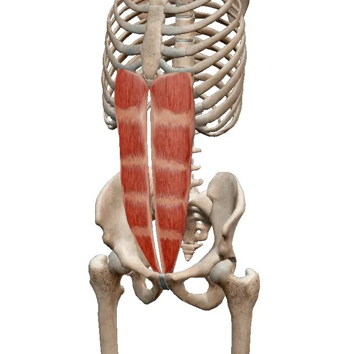 Передняя прямая мышца живота. Rectus abdominis. М. rectus abdominis. Поперечная мышца живота (m. transversus abdominis). Rectus abdominis мышца.