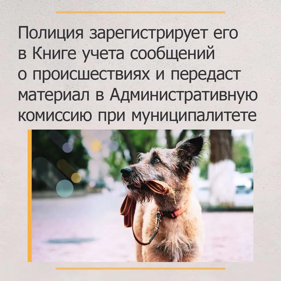 что делать если рядом собака. правила поведения при нападении собаки. памятка для детей при встрече с бездомными собаками. как вести себя если напала собака. что делать если встретил собаку на улице.