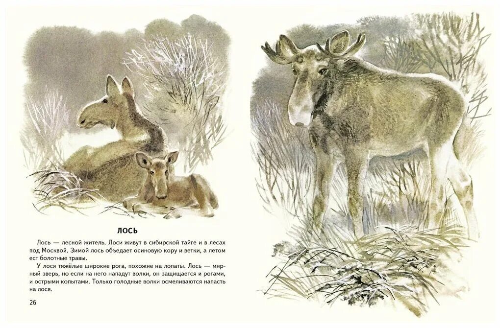 лось читать. рассказ про лося. лось читать. книги про лосей для детей. книга я лось.