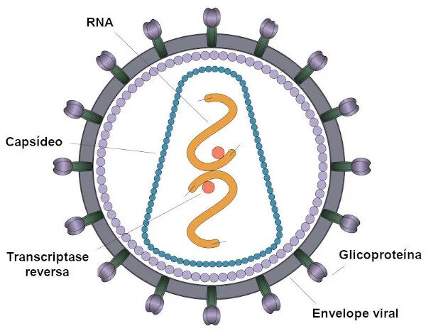 Вирус ретровирус. Lentivirus семейства retroviridae. Про вирусы и ретровирусы. Ретровирусы примеры. Lentivirus семейства retroviridae.