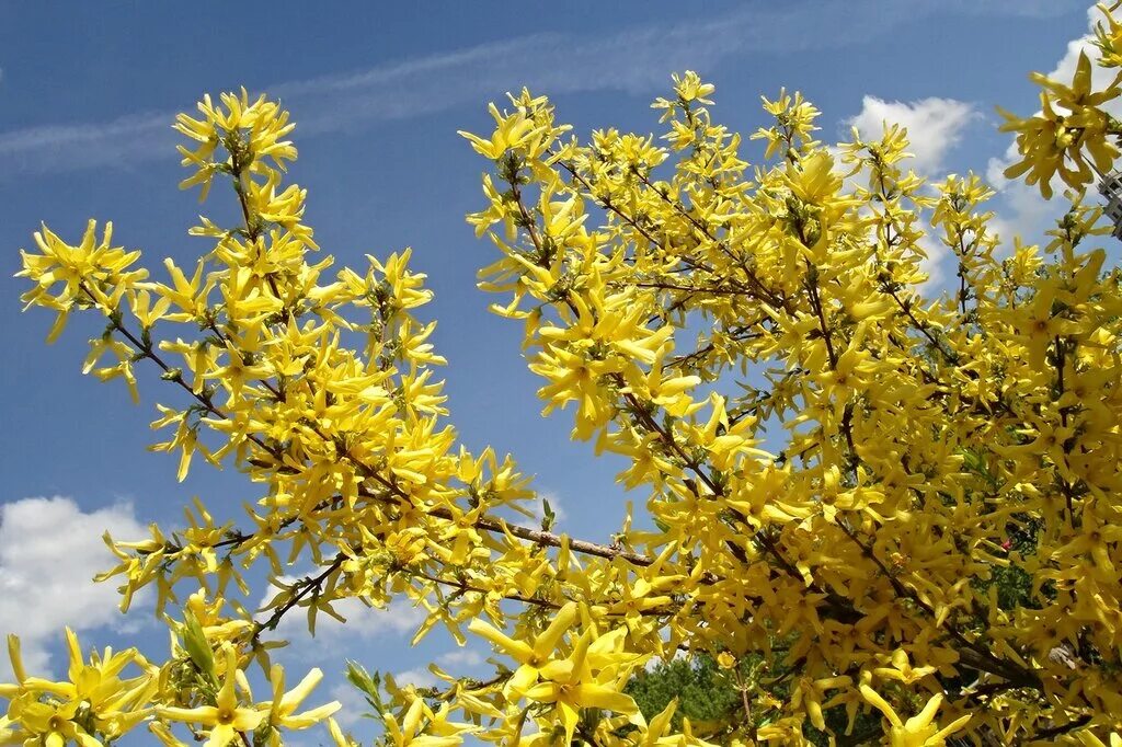 Желтый кустарник форзиция. Форзиция беатрикс фарранд. Желтый кустарник форзиция. Форзиция медоуларк. Форзиция промежуточная линвуд.