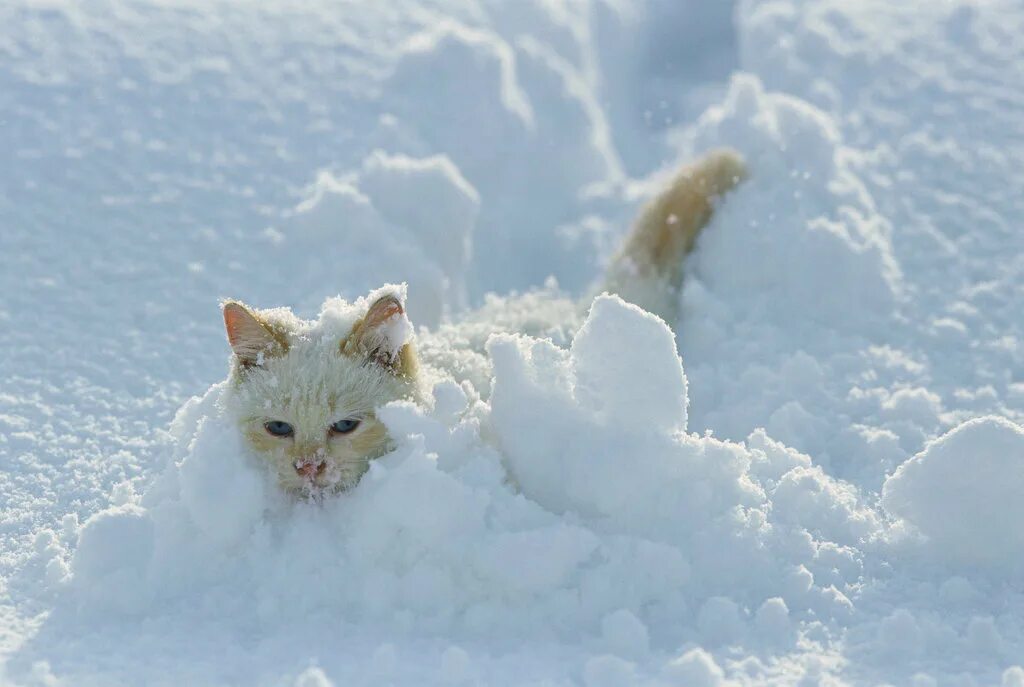 Кошки зимой. Кошка в снегу. Пушистая зима. Кот в сугробе. Сугроб с глазами