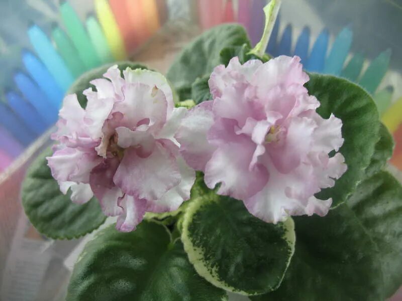 фиалка зефир описание