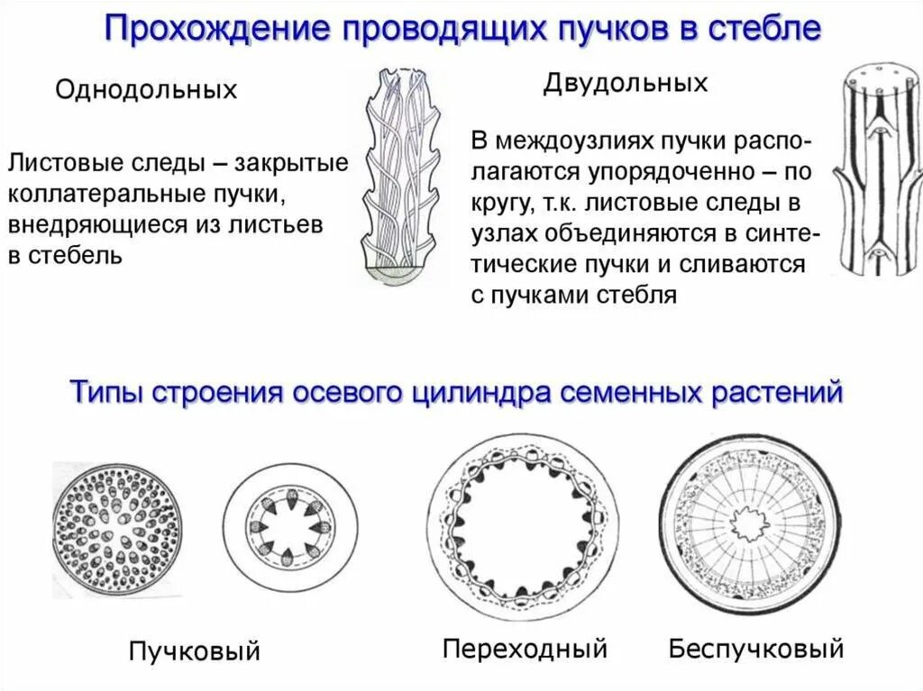 Однодольные растения ткани. Типы проводящих Пучков у двудольных растений. Внутреннее строение стебля однодольных растений. Расположение проводящих Пучков в стебле у однодольных. Типы проводящих Пучков (по ботаника, 2006):.