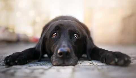 Dog look better me