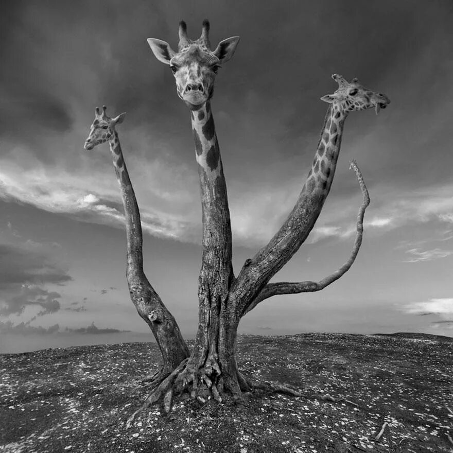 Шедевральные картинки. Сюрреализм Dariusz Klimczak. Польский фотограф Дариуш Климчак. Фотограф-сюрреалист Дариуш Климчак. Сюрреализм чб.