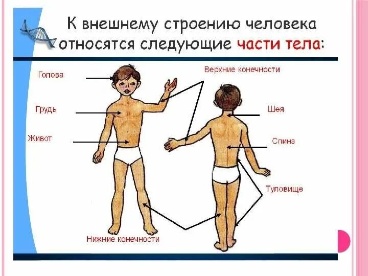 Строение тела человека 2 класс окружающий мир школа россии. Схема внешнее и внутреннее строение тела человека. Строение тела человека 2 класс окружающий мир школа россии. Строение тела человека. Внешнее строение тела человека 2 класс.