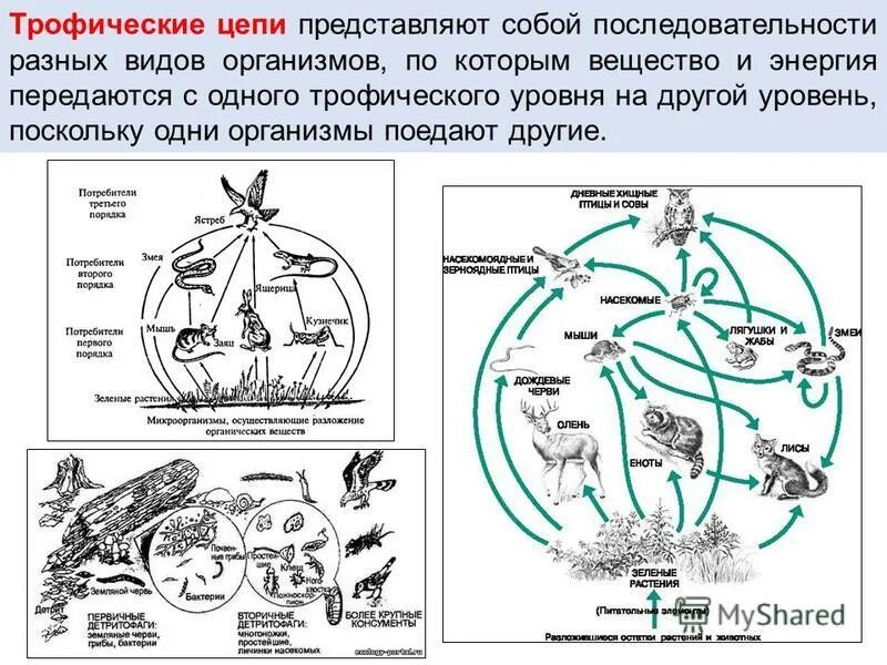 Трофические уровни первый и второй