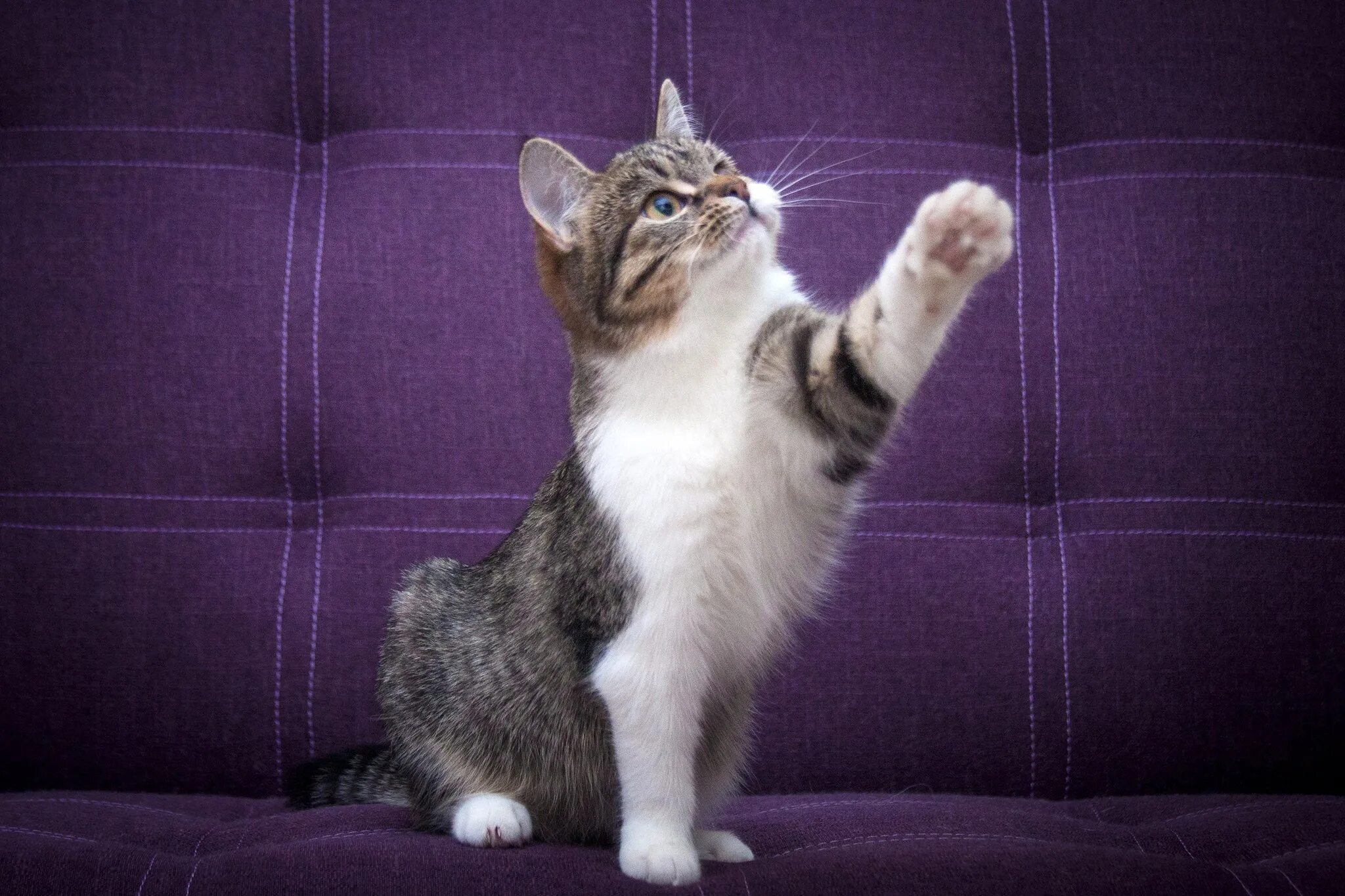 котик показывает лайк. рыжий кот одобряет. котик показывает лайк. кот персик. кот плачет и показывает класс.