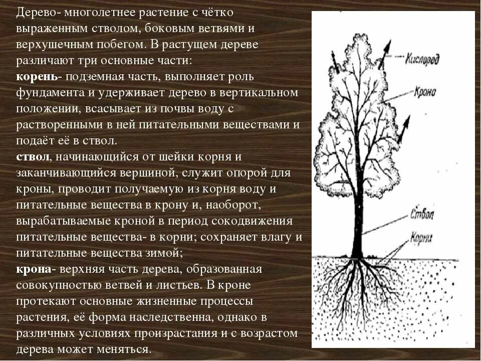 3 корня 1 ствол. Верхняя часть ствола дерева. Части дерева ствол крона. Корневая часть дерева. Как называется верхняя часть детевп.
