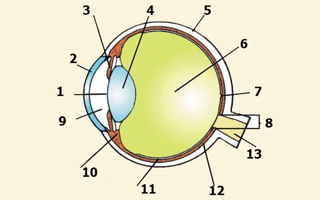 Орган зрения тест 8 класс биология. Глазной анализатор строение рисунок. Схема строения глазного анализатора. Зрительный анализатор строение глаза. Схема строения зрительного анализатора рисунок.