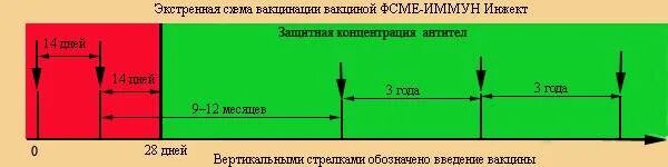 Прививка от клеща когда ставить схема. Прививка против клещевого энцефалита схема. Клещевой энцефалит вакцинация схема. Прививка от клещевого энцефалита схема вакцинации для детей. Вакцинация от клещевого энцефалита схема взрослым.