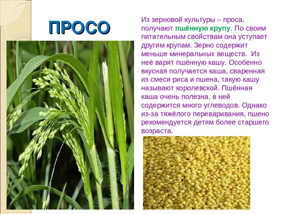 Характеристика зерновым культурам. Общая характеристика зерновых культур. Ячмень обыкновенный злаки. Систематика зерновых культур. Культурные растения: - хлебные злаки (рис, пшеница, кукуруза).