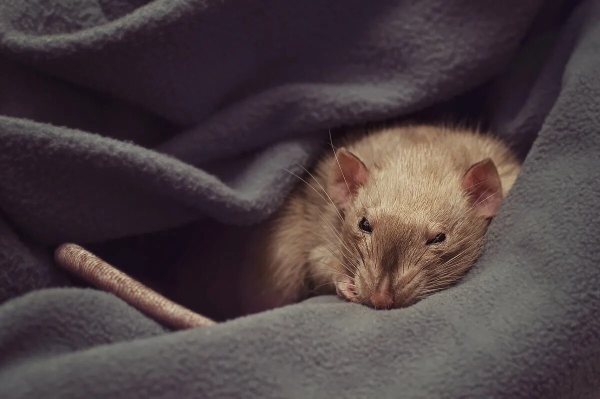Спящий мышонок. Мыши днем спят ночью