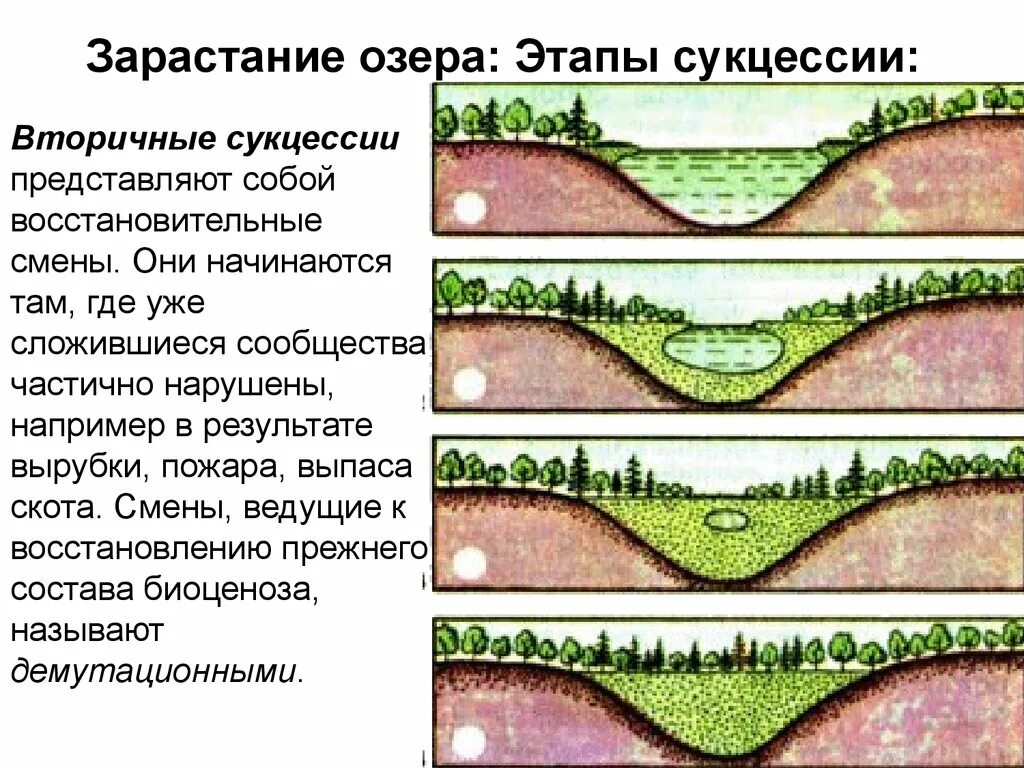 Сукцессия водоема