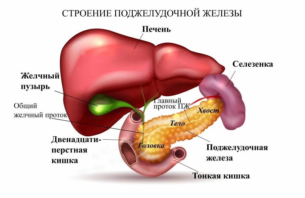 Органы брюшной полости поджелудочная железа. Печень поджелудочная железа селезенка. Желчный пузырь селезенка поджелудочная. Печень, желчный пузырь, поджелудочная железа анатомия строение.