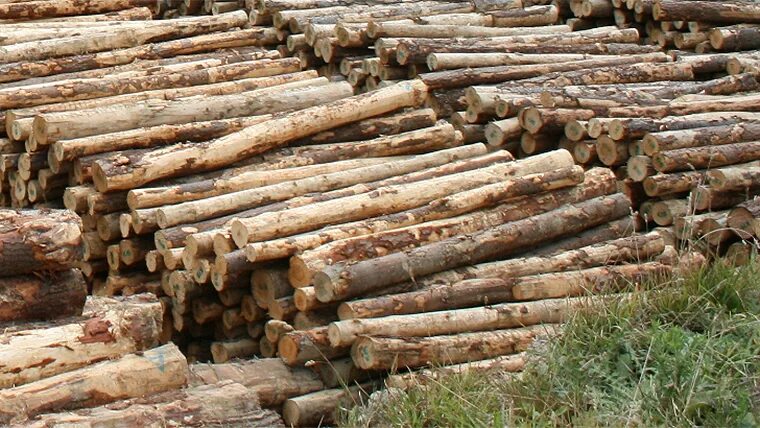 Wooden log Asset Maya. T me logs market