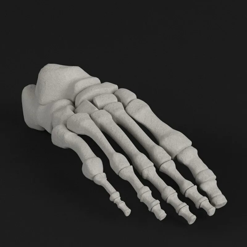 Bone 3d