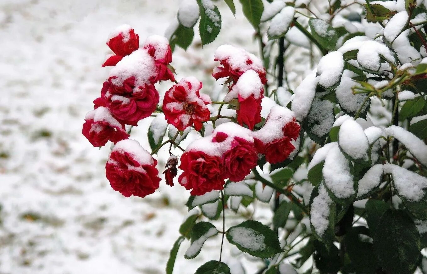 Красные цветы зимние розы. Розы в снегу фото. Розовый куст в снегу. Куст розы в снегу. Розовый куст зимой.