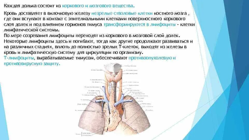 Тимус вилочковая железа. Тимус анатомия человека. Тимус вилочковая железа функции. Тимус препарат анатомия.