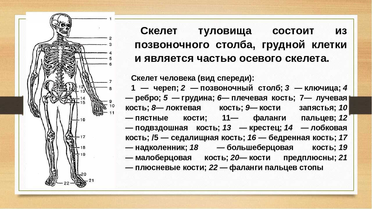 Что входит в костную систему
