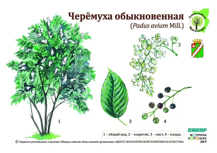 Черемуха обыкновенная Ботаническая карточка. Черёмуха обыкновенная куст. Черёмуха обыкновенная листья. Черемуха обыкновенная строение. Черемуха латынь