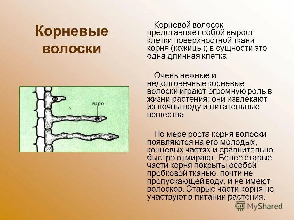 Ткань образует корневые волоски