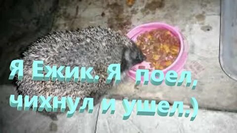 Еж поешь