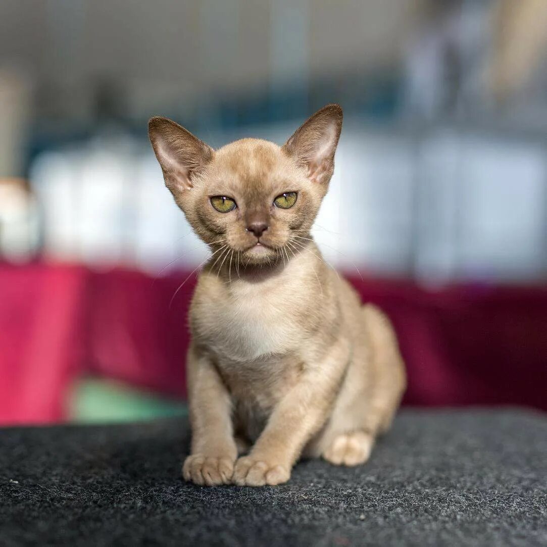 Бурманская кошка. Бурманская кошка европейская. Порода кошек Бурма. Ориентальная Бурма. Бурма фото цена