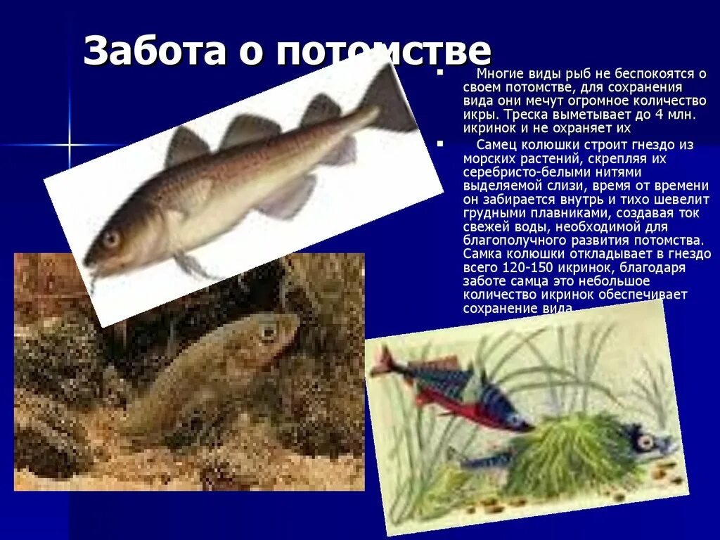 Почему численность растительноядных рыб. Забота о потомстве. Рыбы заботящиеся о потомстве. PF,JNF J gjnjvcndt HS,. Заботу о потомстве проявляют у рыб.