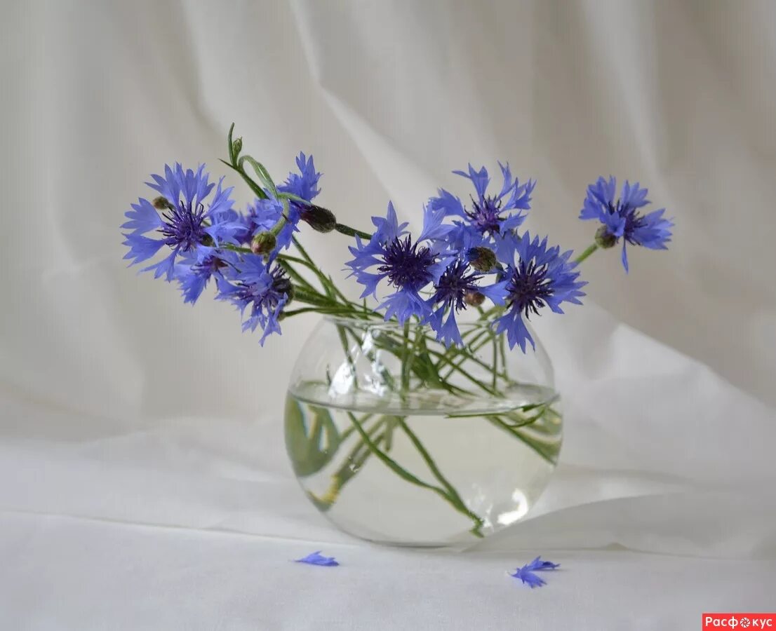 васильки номер. василек омск цветы. васильки картинки. василёк боровой. василек ясная поляна.