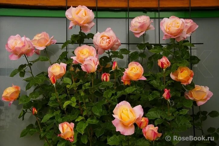 роза каприция ренессанс. сорт розы изабель отисье. Isabelle autissier роза. роза isabel ortiz. роза изабель.