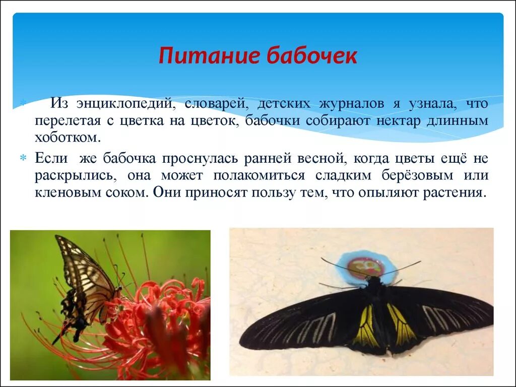 Питание бабочек. Питание бабочек в природе. Бабочка питается. Тип питания бабочек. Чем питаются бабочки в домашних