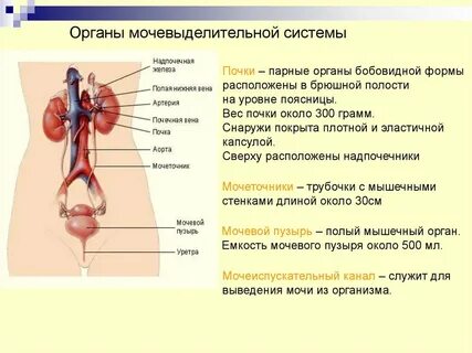 Парном органе