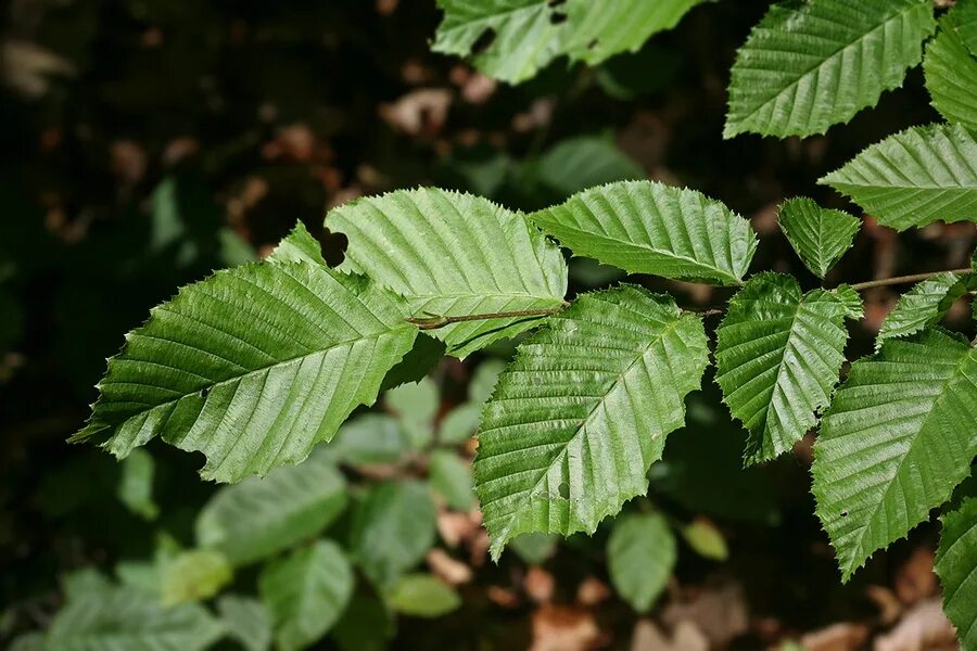 Граб дерево. Граб обыкновенный. Граб обыкновенный Carpinus. Граб обыкновенный листья. Собранные лиственных