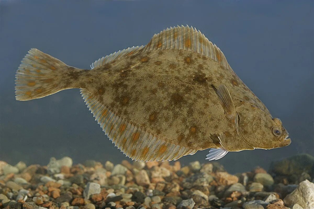 Flounder. Рыба камбала. Камбала глосса Черноморская. Европейская Речная камбала Platichthys flesus. Морской ёрш камбала.