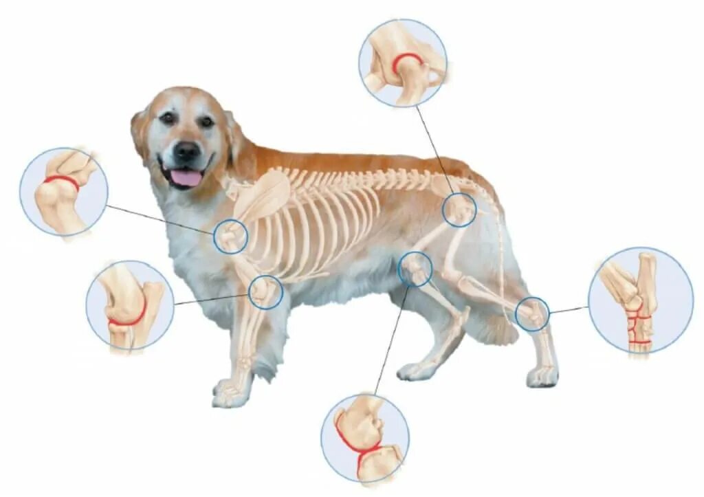 Суставы задней лапы собаки