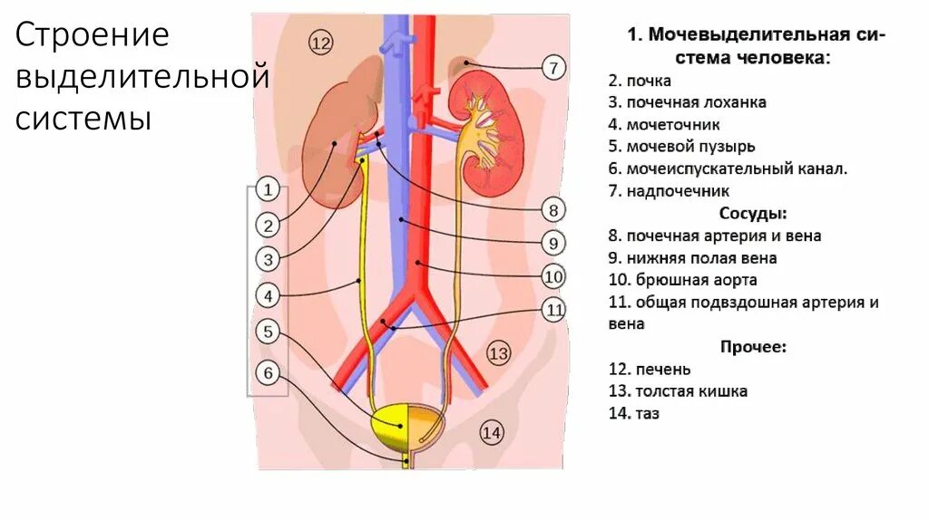 Строение органов мочевой системы. Мочевыделительная система строение анатомия. Мочевыделительная система строение органов. Выделительная система человека строение почки. Установите правильную последовательность прохождения воды в выделительной