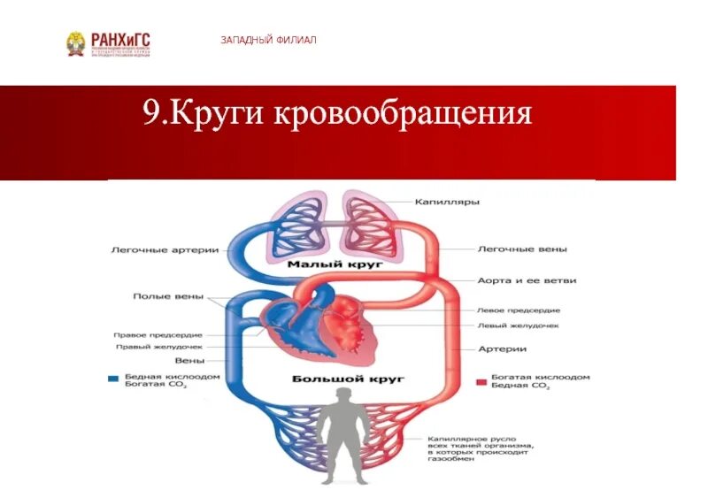 Круги кровообращения. Круги кровообращения крокодила. Схема кровообращения крокодила. Большой круг кровообращения крокодила.