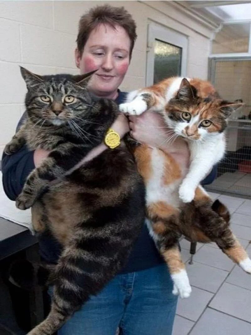 Окружи кошку. Два толстых кота. Толстый кот и хозяин. Толстый кот на руках. Котов которые толстые.