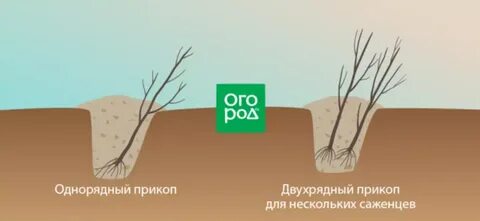 Как хранить саженец до посадки весной