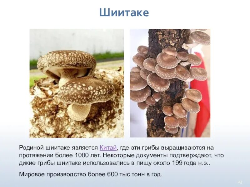 Характеристика гриба шиитаке. Краткое описание гриба шиитаке. Сообщение про гриб шиитаке.