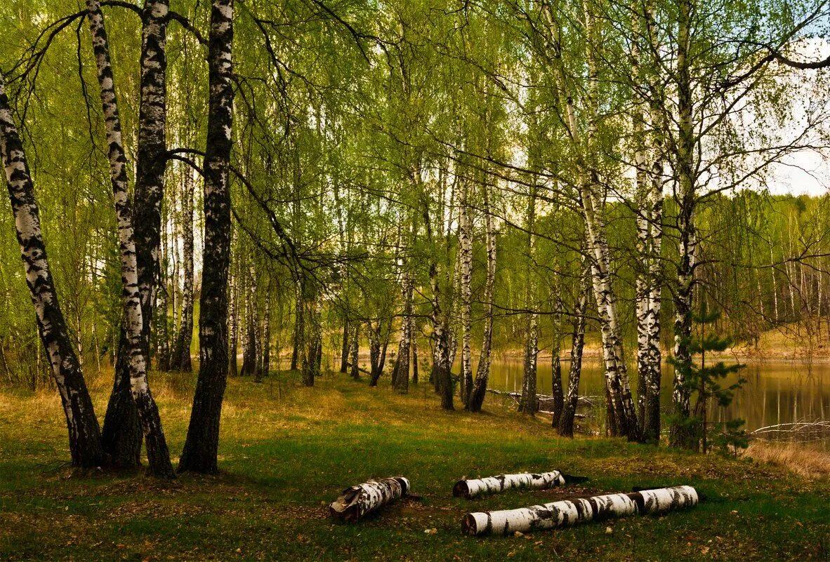 Брянский лес летом. Природа брянска. природа брянской области. жуковка брянской области березы. жуковка брянская область смешанный лес.