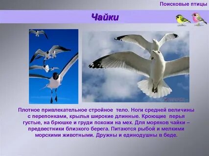 Рассказ под чаек