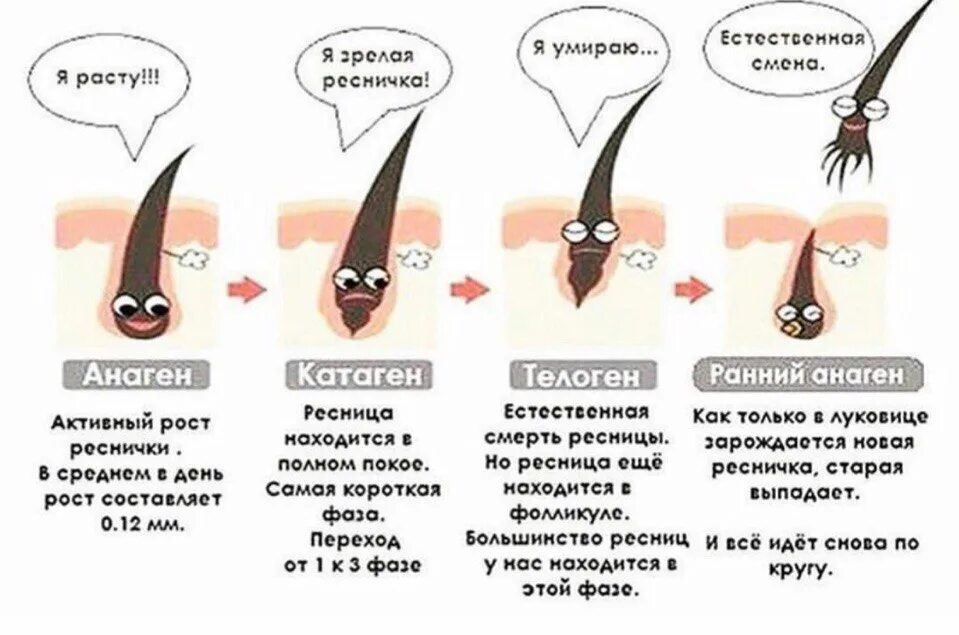 Через сколько времени вырастет. Рост ресниц анаген. Стадии роста ресниц наращивание. Фазы роста ресниц анаген. Фазы роста волос анаген.