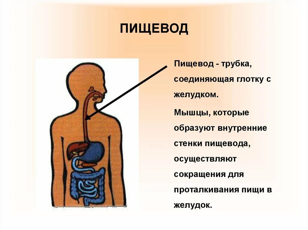 Органы пищевод человека