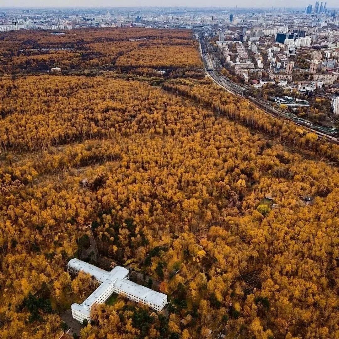 Парк лосиный остров. Дома в парке лосиный остров. Дома в парке лосиный остров. Дома в парке лосиный остров. Дендрарий балашиха лосиный остров.