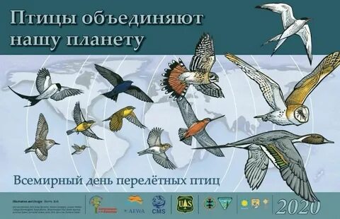 Всемирный день перелетных птиц